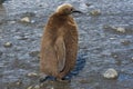 Fluffy chick of a king penguin standing in the mud Royalty Free Stock Photo