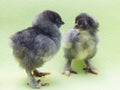 Fluffy chick Royalty Free Stock Photo