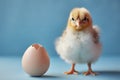 A fluffy chick standing next to a cracked egg on a blue background