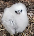 Fluffy chick Royalty Free Stock Photo