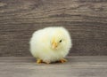 Fluffy chick Royalty Free Stock Photo