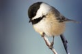 Fluffy chickadee is sitting on a thin branch on a blue background Royalty Free Stock Photo