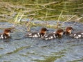 Fluffy chicks together with mother of the Goosander (common merganser) (Mergus merganser) swimming in water Royalty Free Stock Photo