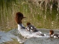 Fluffy chicks together with mother of the Goosander (common merganser) (Mergus merganser) swimming in water Royalty Free Stock Photo