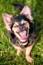 Fluffy chihuahua sit on the green grass