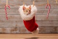 Fluffy christmas present - cute tabby kitten resting in a santa hat hanging from a rope