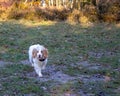 Fluffy cockapoo walking towards camera Royalty Free Stock Photo