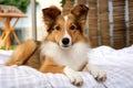 Fluffy collie puppy lying on the bed on a white bed, looking at the camera, dog, pet in the bedroom