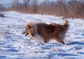 A fluffy collie in winter