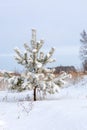 Fluffy coniferous tree, pine covered with brittle snow on cold clear winter day. Snowdrifts nearby Royalty Free Stock Photo