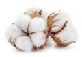 Fluffy cotton ball of cotton plant. Royalty Free Stock Photo