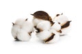 Several flowers of cotton isolated on a white background