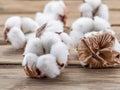 Fluffy cotton ball of cotton plant. Royalty Free Stock Photo