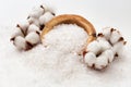 Fluffy cotton ball of cotton plant on coarse white sea salt. Light background spa setting with copy space.