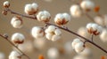Fluffy cotton bolls on branches Royalty Free Stock Photo