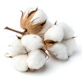 Fluffy Cotton Bolls Royalty Free Stock Photo