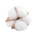 Fluffy cotton flower of cotton plant on a white background