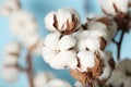 Fluffy cotton flowers on blurred background. Space for text