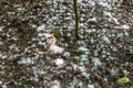 Fluffy cottons of the poplar trees Royalty Free Stock Photo