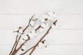 Cottons on a white background Royalty Free Stock Photo