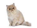 Fluffy cream Persian cat kitten, isolated on white background Royalty Free Stock Photo