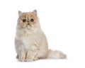 Fluffy cream Persian cat kitten, isolated on white background Royalty Free Stock Photo