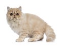 Fluffy cream Persian cat kitten, isolated on white background Royalty Free Stock Photo