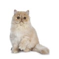 Fluffy cream Persian cat kitten, isolated on white background Royalty Free Stock Photo