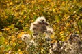 Fluffy creeping thistle with blowballs in country field, thistle Royalty Free Stock Photo