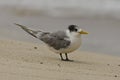 Fluffy Crested Tern