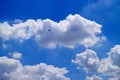 Fluffy Cumulus Clouds Floating on Blue Sky with a Silhouette of Flying Bird Royalty Free Stock Photo