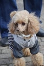 Fluffy, curly-haired dog in overalls on the street. Poodle in dog clothes Royalty Free Stock Photo