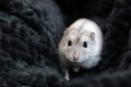 A cute little russian dwarf hamster in a grey blanket Royalty Free Stock Photo