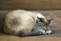 Fluffy cute cat asleep curled up on the background of logs. Very sweet cat sleep Royalty Free Stock Photo