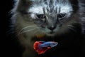 Fluffy cute Cat and Beautiful Blue Red Betta fish in close up Royalty Free Stock Photo