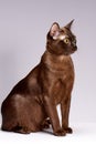 Cat breed Burma on a light background