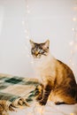 A fluffy cute cat seated on a cozy woolen green blanket near the warm glow of twinkling garlands. The heartwarming ambiance of