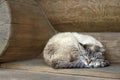 A fluffy cute cat sleeps in a village house Royalty Free Stock Photo