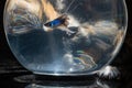 Fluffy cute Cat watching Beautiful Blue Betta fish in close up Royalty Free Stock Photo