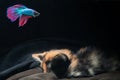 Fluffy cute cat watching Beautiful blue betta fish in close up with black background Royalty Free Stock Photo