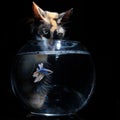 Fluffy cute Cat watching Beautiful blue betta fish in close up Royalty Free Stock Photo