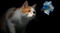 Fluffy cute cat watching Beautiful blue betta fish in close up with black background Royalty Free Stock Photo