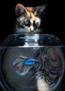 Fluffy cute Cat watching Beautiful blue betta fish in close up Royalty Free Stock Photo