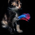 Fluffy cute cat watching Beautiful blue red betta  fish in close up with black background Royalty Free Stock Photo