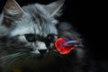Fluffy cute Cat watching Beautiful Blue Red Betta fish in close up Royalty Free Stock Photo