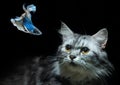 Fluffy cute Cat watching Beautiful Blue Red Betta fish in close up Royalty Free Stock Photo