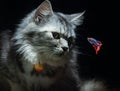 Fluffy cute Cat watching Beautiful Blue Red Betta fish in close up Royalty Free Stock Photo