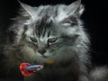 Fluffy cute Cat watching Beautiful Blue Red Betta fish in close up Royalty Free Stock Photo