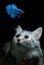 Fluffy cute Cat watching Beautiful Blue Red Betta fish in close up Royalty Free Stock Photo