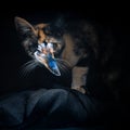 Fluffy cute Cat watching Beautiful blue betta fish in close up with black background Royalty Free Stock Photo